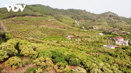 迷失在北江省陆岸县的荔枝花果园美景中