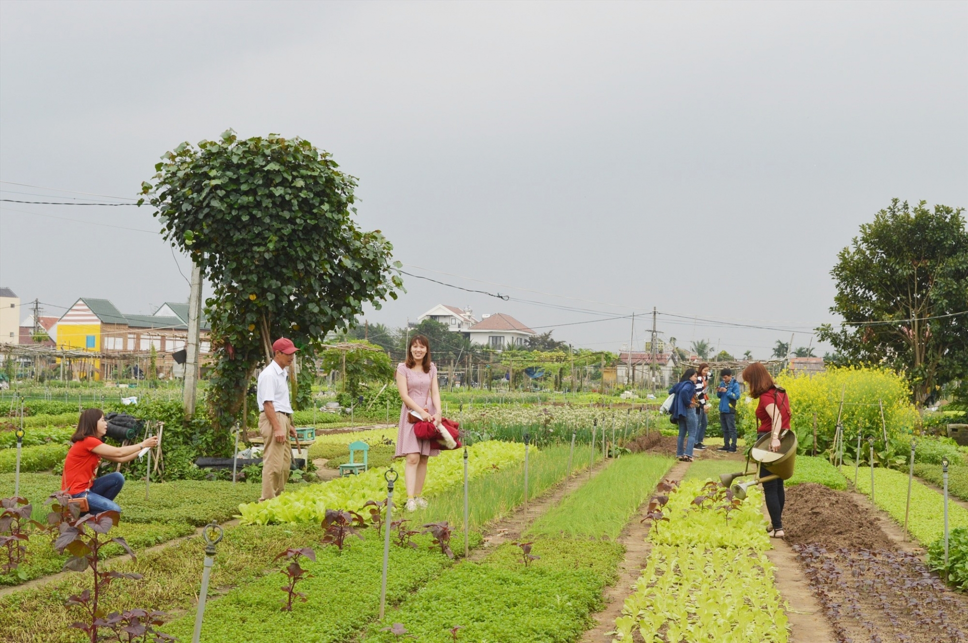 会安茶桂蔬菜种植业被列入国家级非物质文化遗产名录。
