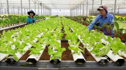 越南中部地区扩大有机农业种植面积