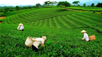 越南太原茶叶向国外出口的条件