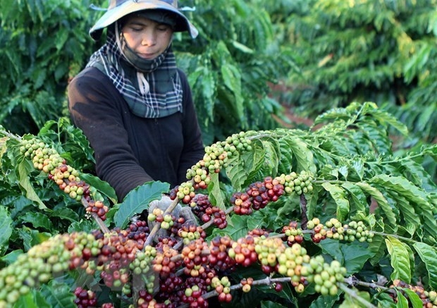 越南与各国合作扩大农产品和食品出口市场