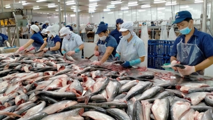 越南查鱼占美国鲶鱼进口总量的93%
