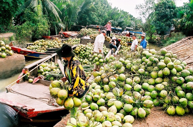 当即将完成向中国出口新鲜椰子的手续时，越南的企业都感到兴奋