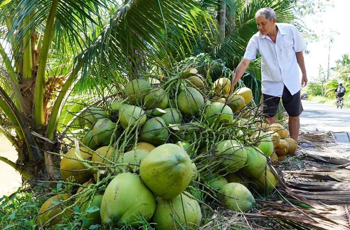当即将完成向中国出口新鲜椰子的手续时，越南的企业都感到兴奋