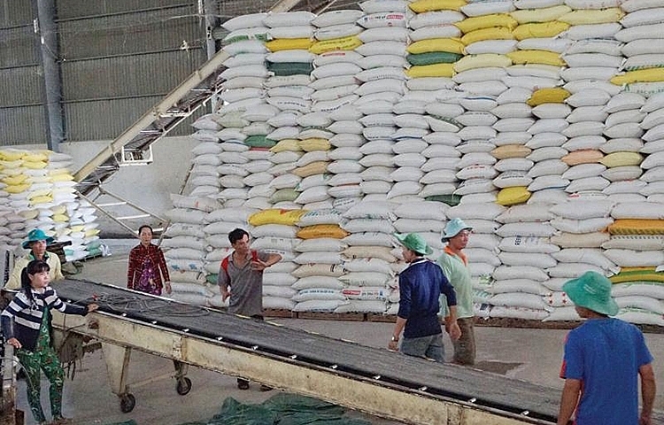 在世界粮食需求趋于增加的情况下，越南大米出口价格持续上涨。