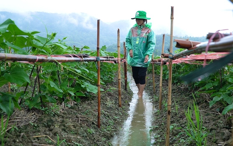 越南湄公河三角洲地区正在形成部分典型的有机农业生产模式。