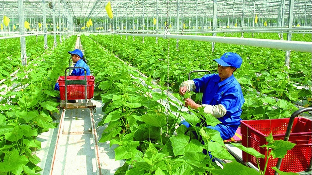 九龙江三角洲：有机农业是保护环境的最挂措施