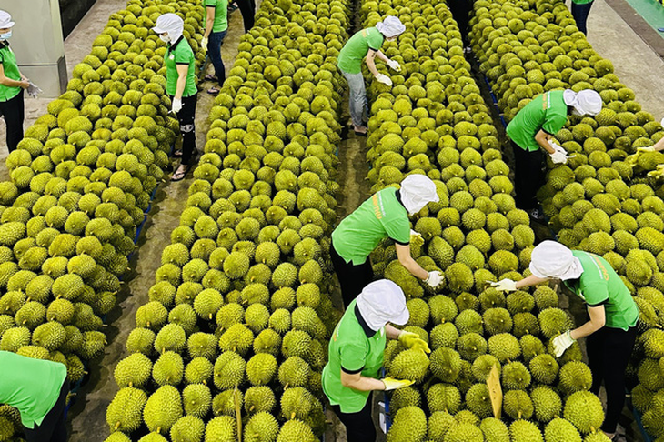 2023年2月越南蔬菜和水果的出口额达约3.24亿美元，同比增长53.1%。