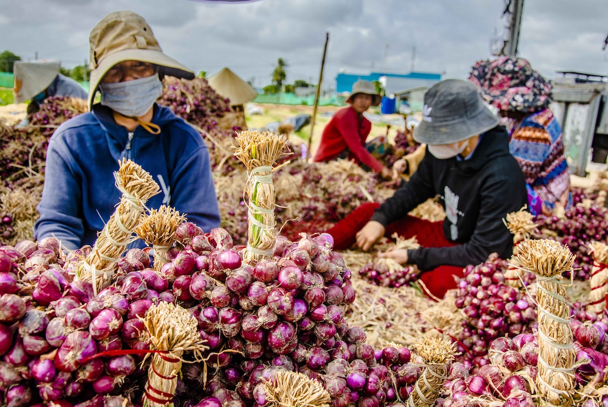 中国是越南最大的紫洋葱、韭菜和大蒜进口市场。