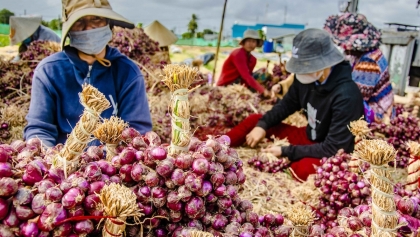中国是越南最大的紫洋葱、韭菜和大蒜进口市场