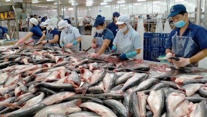 越南查鱼生产与出口活动强劲复苏