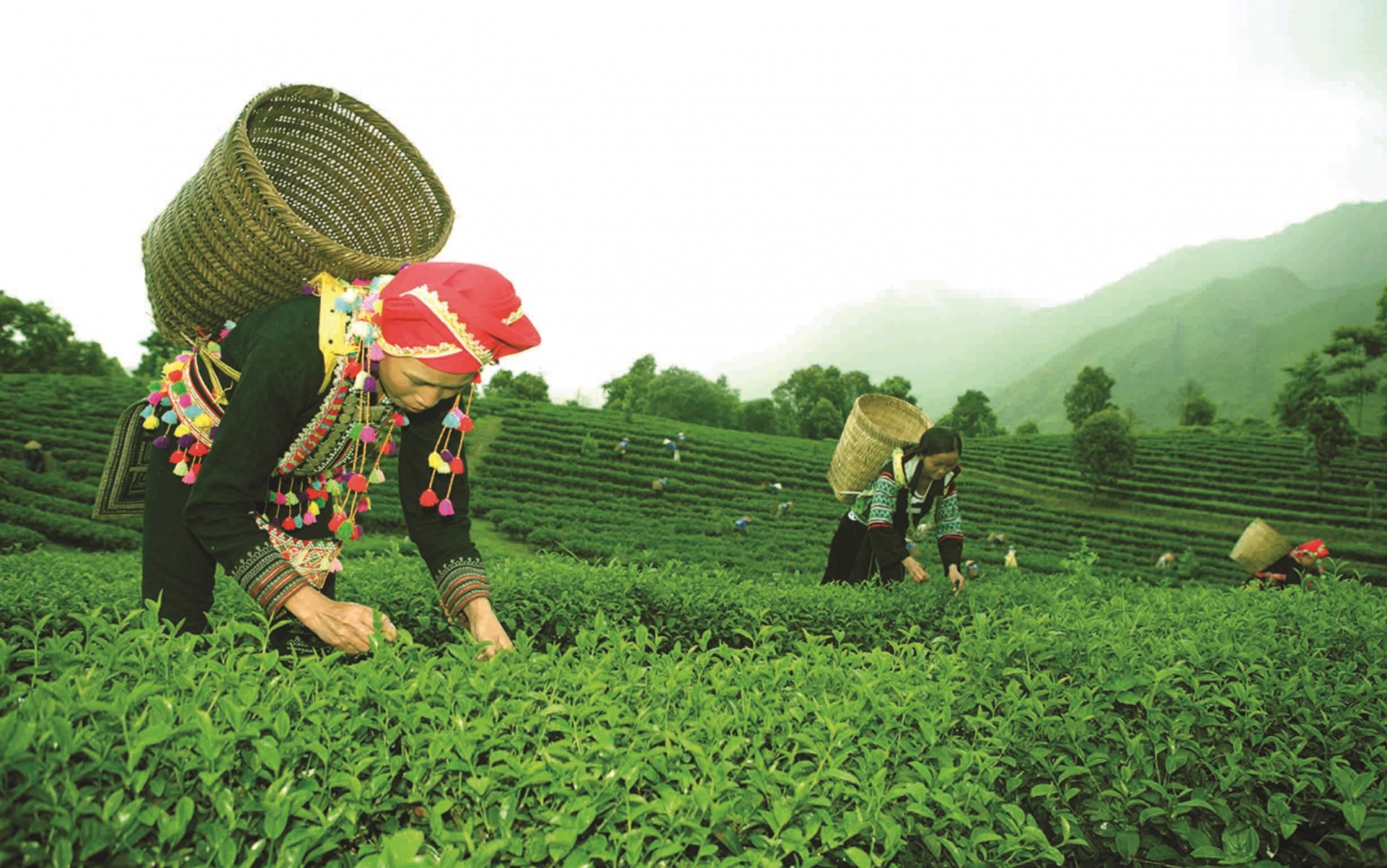 莱州省农民照顾茶树。