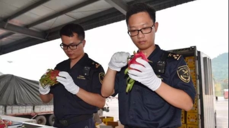 越南首批水果正式通关东兴公路口岸入境中国
