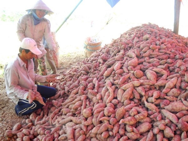 越南农民收获紫薯——越南地瓜产品之一