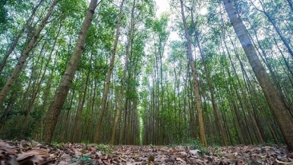 促进越南北部山区和中游地区林业经济发展（第一期）