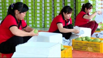在澳大利亚市场加大力度推广越南农产品青芒果