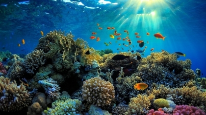 下龙湾的珊瑚礁生态系统显示出良好的恢复迹象