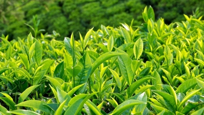 越南茶叶出口引领台湾市场