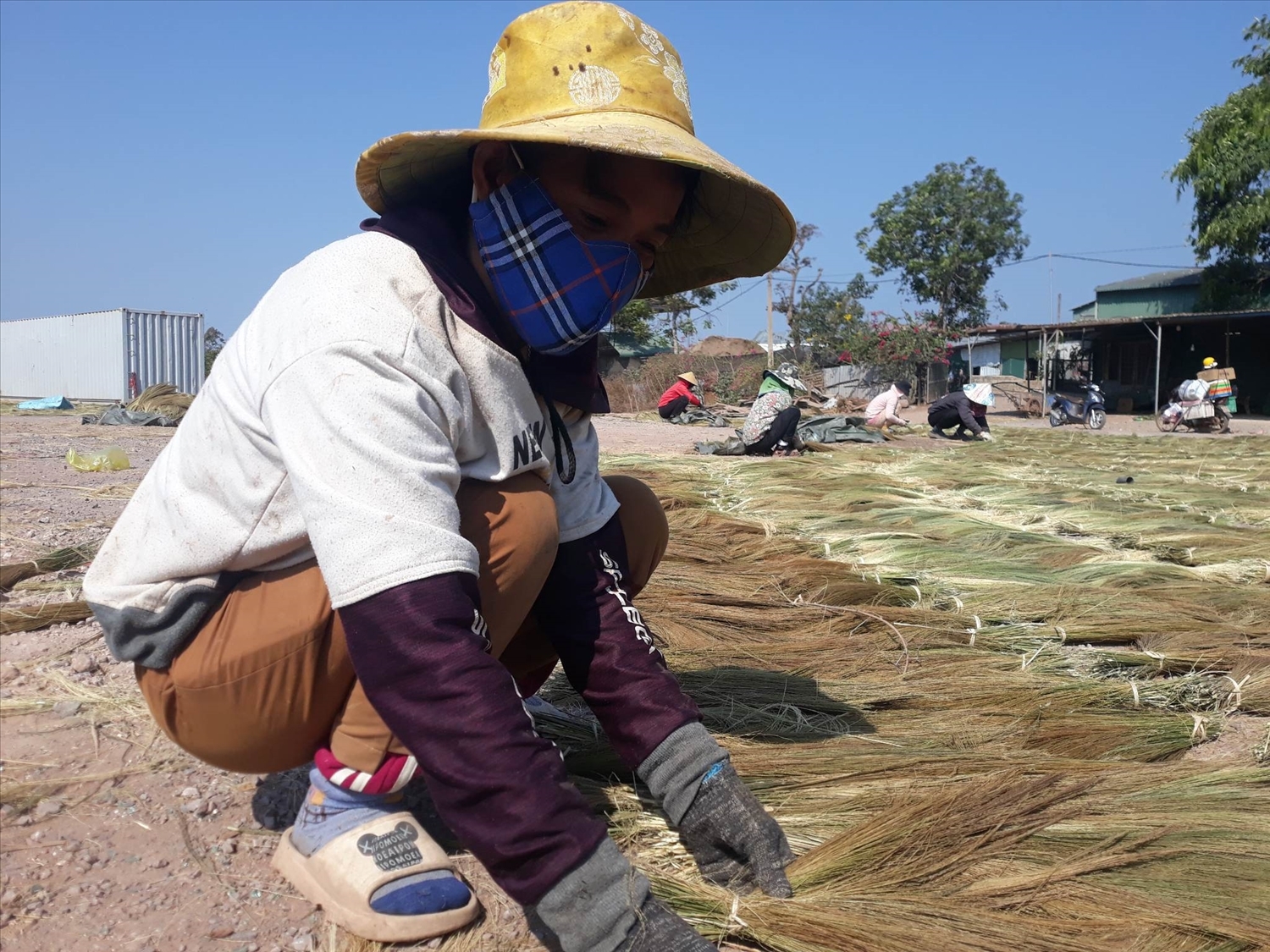 离阿社巴钴族的胡氏邸分享道：“今年的粽叶芦季节为我创造了近4个月的稳定收入。”