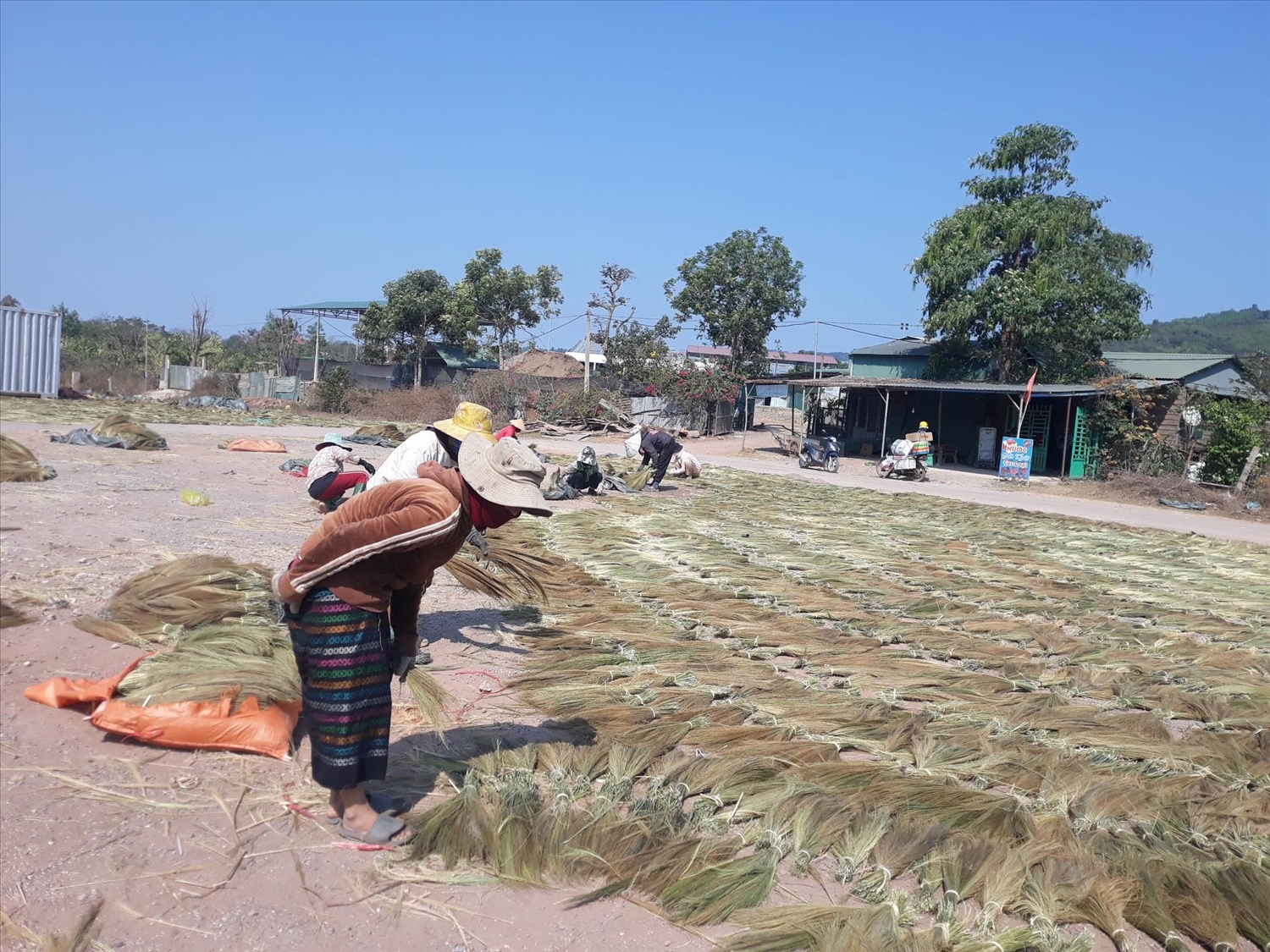 离阿社阿龙村约有10名巴钴族、布鲁-云乔族劳动者在做粽叶芦的翻晒工作的几个月中获得了高收入。