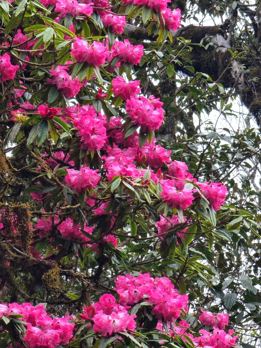 杜鹃花在西昆岭专用林中盛开。