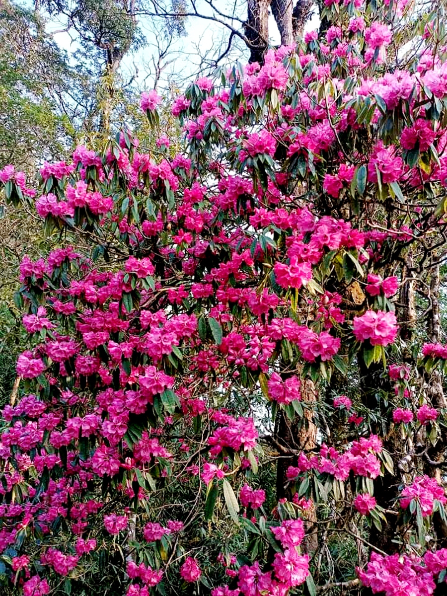 西昆岭峰的杜鹃花一般在每年 2 月至 4 月盛开。