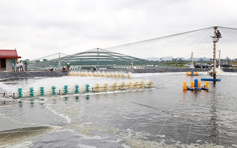宁平省金山海域开展水产养殖。
