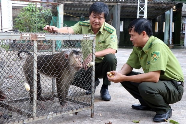 承天顺化省香茶镇森林保护部门从自愿移交的人们那里接收了属于濒危和珍稀动物群的红脸猴和猪尾猴。