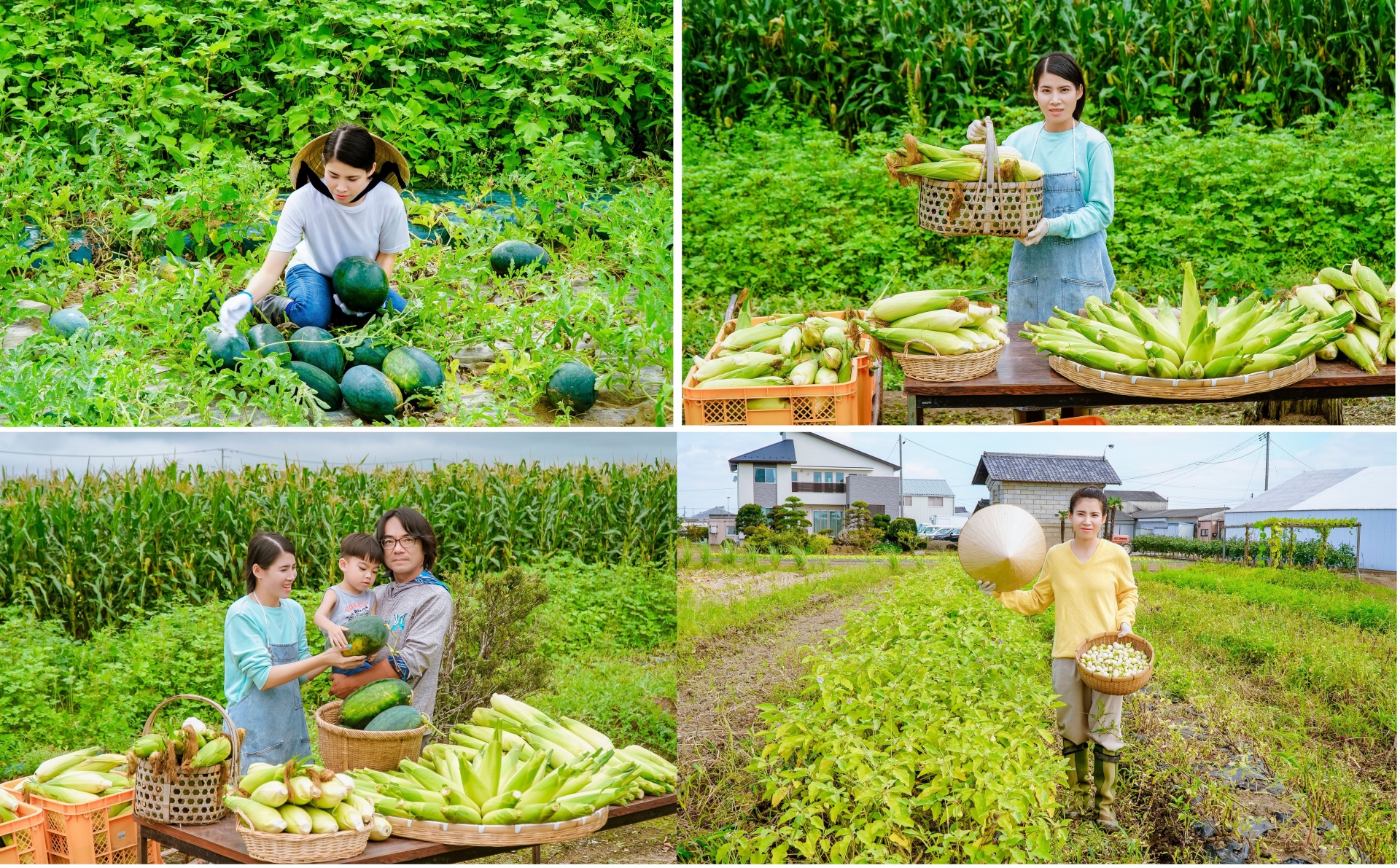 从一个从来不知道如何做农业的女孩，现在她已经成为日本真正的农民，受到家人和许多人的尊重。 这一切都归功于8X同奈省的毅力以及其对婆家的爱和乖巧的对待。