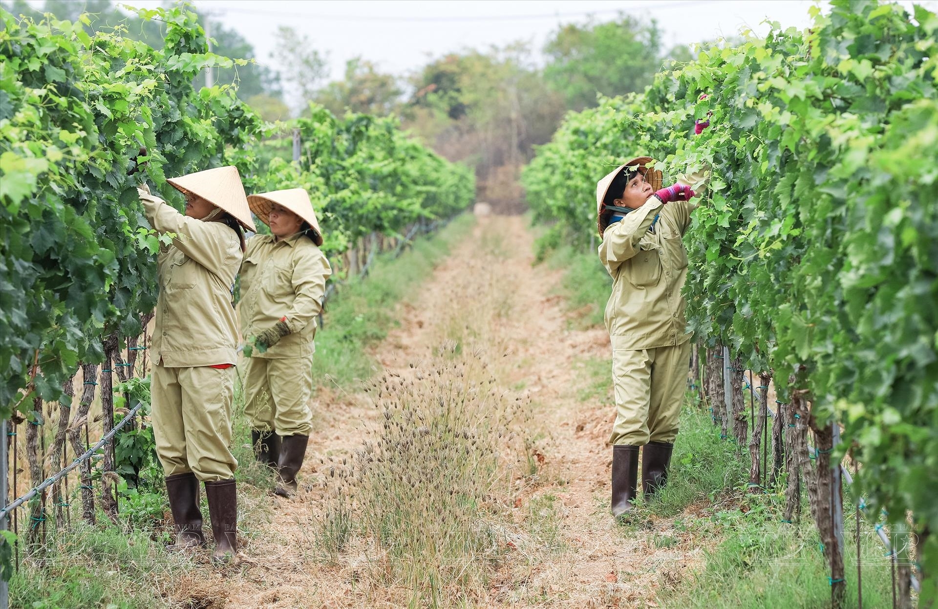 农家借助种植耐晒耐旱的葡萄将恶劣的气候条件转为优势。因此，宁顺干涸的土地居然成为理想的葡萄园。 
