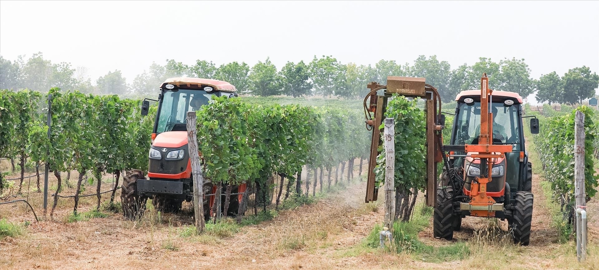 将高科技应用于葡萄的种植和栽培。