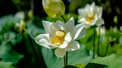 莲花点染顺化色彩节保留多种珍贵莲花品种