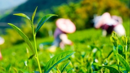 越南茶叶出口位居世界第五茶叶生产位居世界第七
