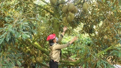 越南得乐省各榴莲种植区获得中国海关总署的好评