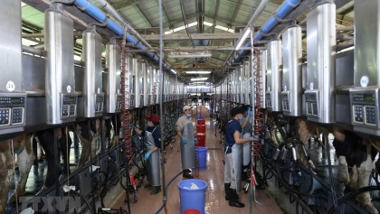 爱尔兰为越南乳制品行业开创突破口