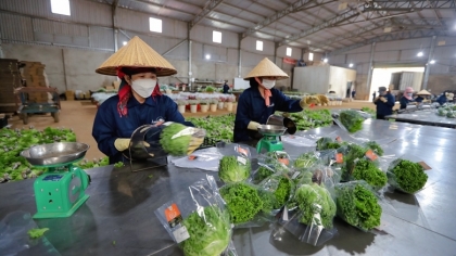 越南林同省大叻市绿色蔬菜销往新加坡和韩国