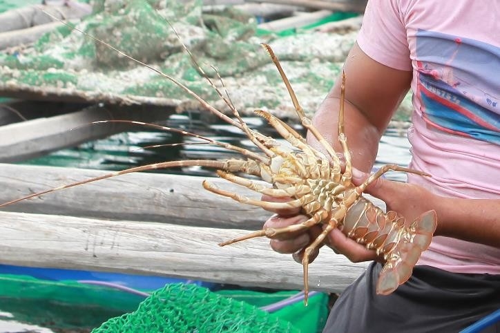中国是越南最大龙虾进口市场。
