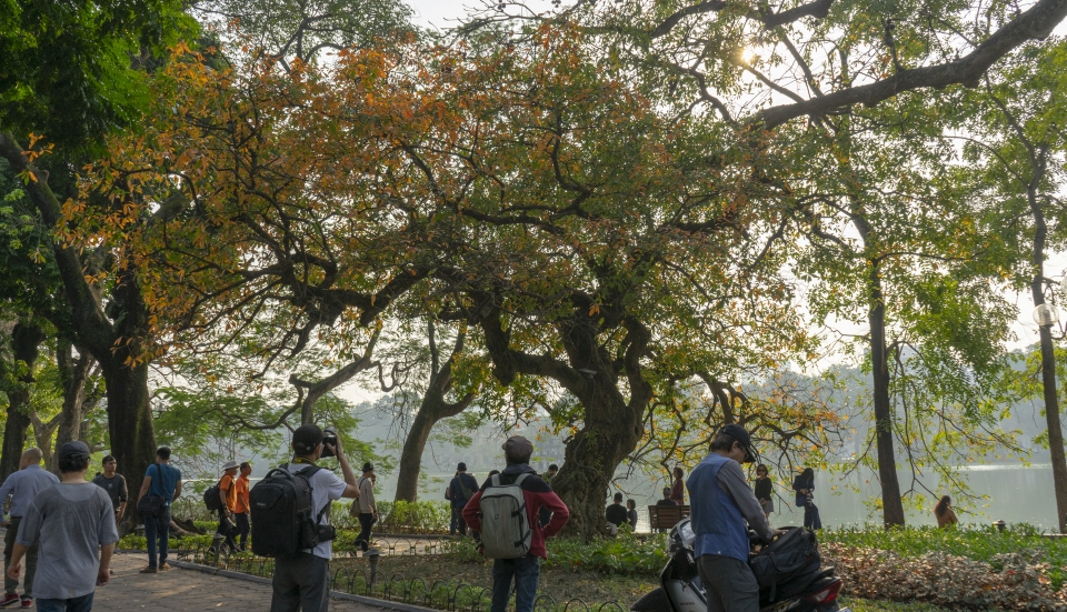 每当玉蕊花开或换叶时，这种树都会让还剑湖周围的空间变得极其特别。