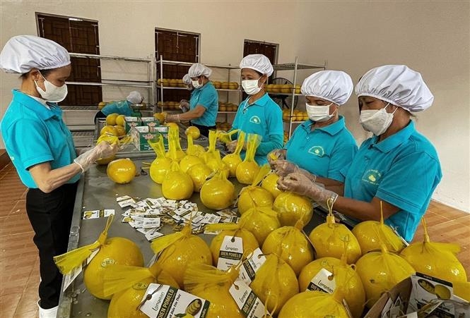 越南和平省对英国出口11吨演柚子。