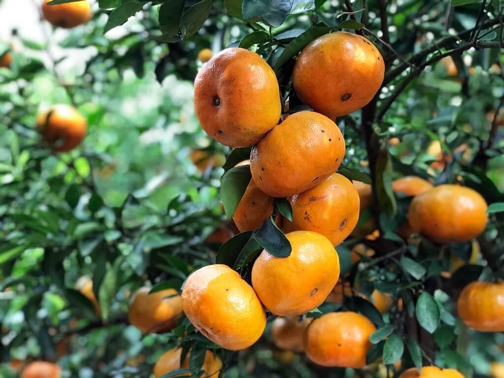 同塔省莱翁橘子。
