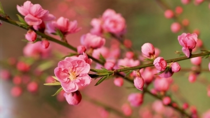春节赏花：越南民族文化之美