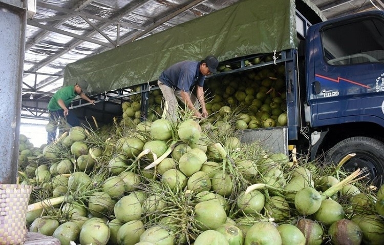 越南鲜椰子即将通过正贸渠道出口到中国。