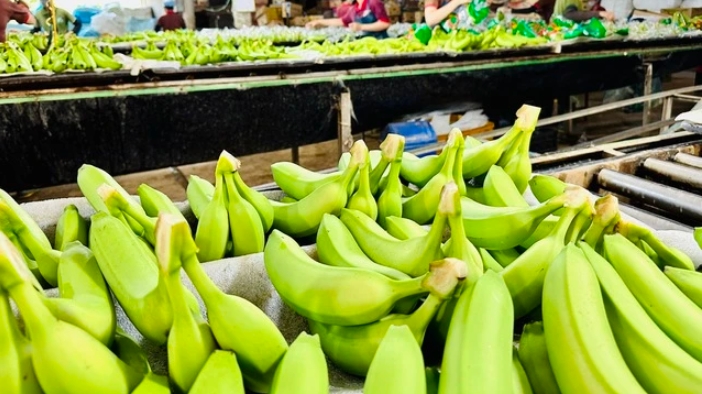 花费近32亿美元，中国人更喜欢哪些越南蔬果？