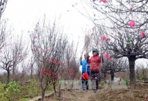 日新桃花——河内人春节文化象征