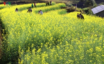 姆庚寨县梯田上黄澄澄的油菜花