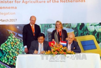 荷兰与越南分享农业可持续发展经验