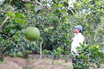 槟椥省绿皮柚子获得地理标志登记证书