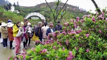 越南番西邦峰上的杜鹃花节：精彩独特