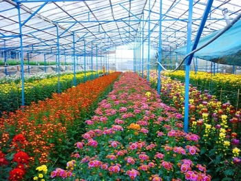 日本公司计划在越南大叻投资种植出口鲜花