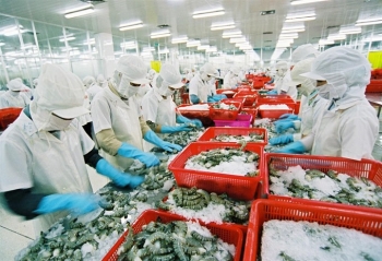 越南新鲜虾在澳大利亚市场迎来广阔出口机遇